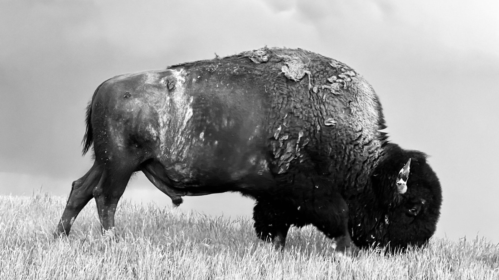 buffalo